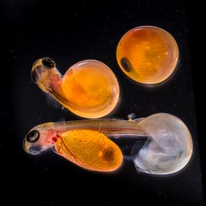 14017_Niels Pallesen Finnerup_Welcome to this world-Trout eggs (3 mm) sprouting Diplom for fauna